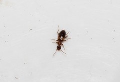Hirticomus hispidus