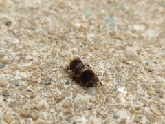 Phytomia