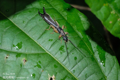 Cranopygia