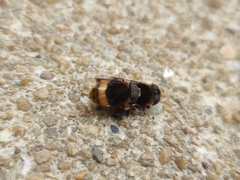 Phytomia