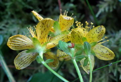 Hypericum maculatum maculatum