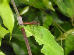 Erythrodiplax ochracea