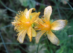 Hypericum maculatum maculatum
