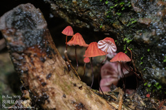 Marasmius pulcherripes