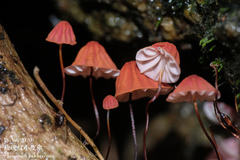 Marasmius pulcherripes