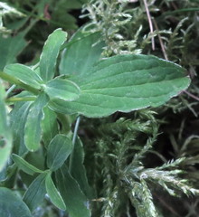 Hypericum maculatum maculatum