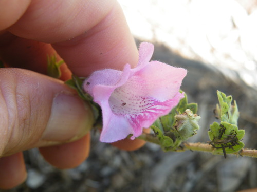 Image of Dicerocaryum eriocarpum by (c) Antoinette Eyssell Knox, some rights reserved (CC BY-SA)