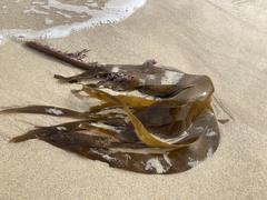 Laminaria digitata