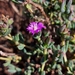Delosperma robustum - Photo (c) Ben Smit, some rights reserved (CC BY-NC), uploaded by Ben Smit