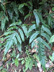 Tectaria phaeocaulis