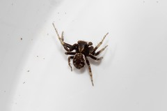 Xysticus thessalicoides