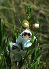 Prostanthera striatiflora