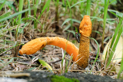 Phallus aurantiacus