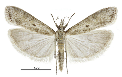 Eudonia leptalaea photo 3