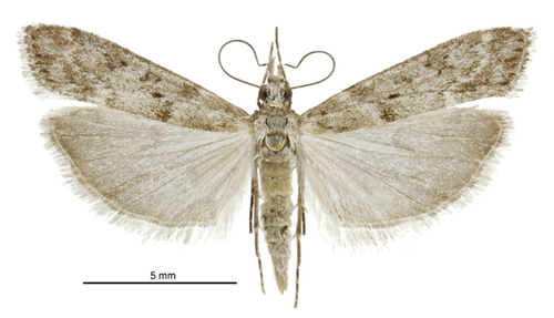 Eudonia leptalaea photo 4