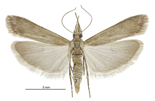 Eudonia leptalaea photo 5
