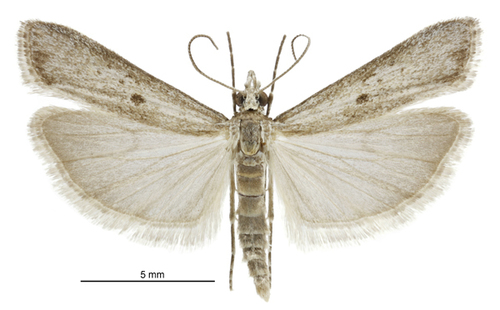 Eudonia leptalaea photo 6