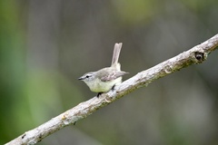 Phyllomyias fasciatus