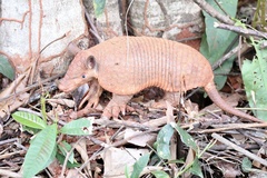 Cabassous unicinctus