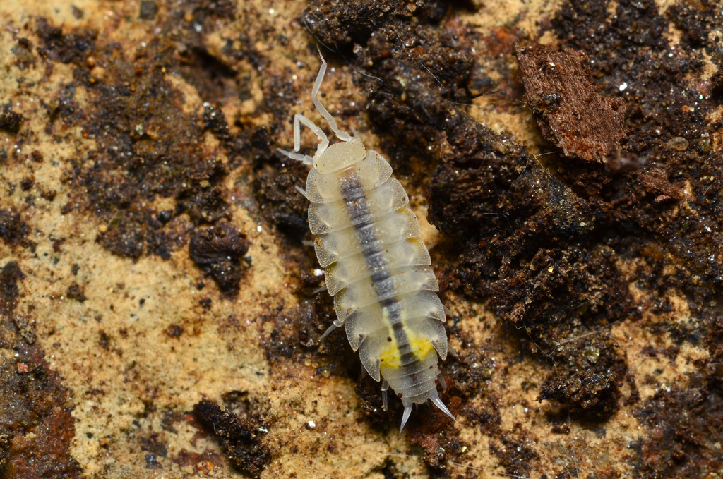Trichoniscidae