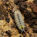 Trichoniscidae - Photo (c) Christian Schwarz, algunos derechos reservados (CC BY-NC), uploaded by Christian Schwarz