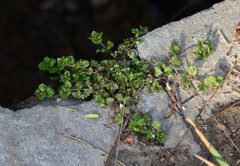 Veronica polita lilacina