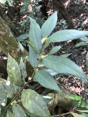 Lasianthus curtisii