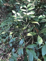 Lasianthus curtisii