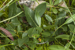 Salix rectijulis