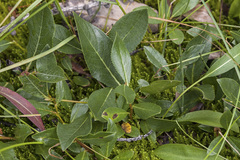 Salix rectijulis