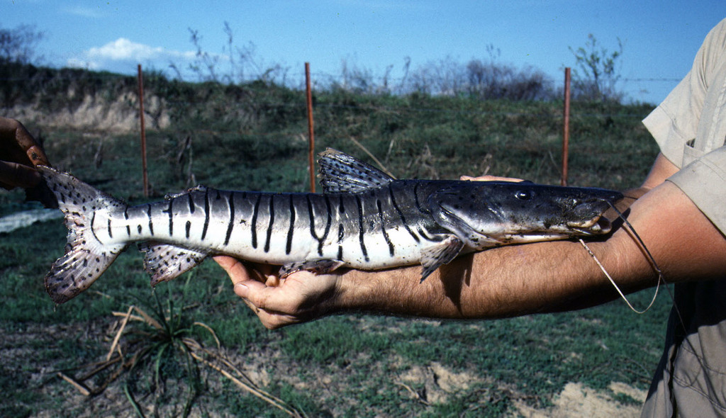 Orinoco Sorubim