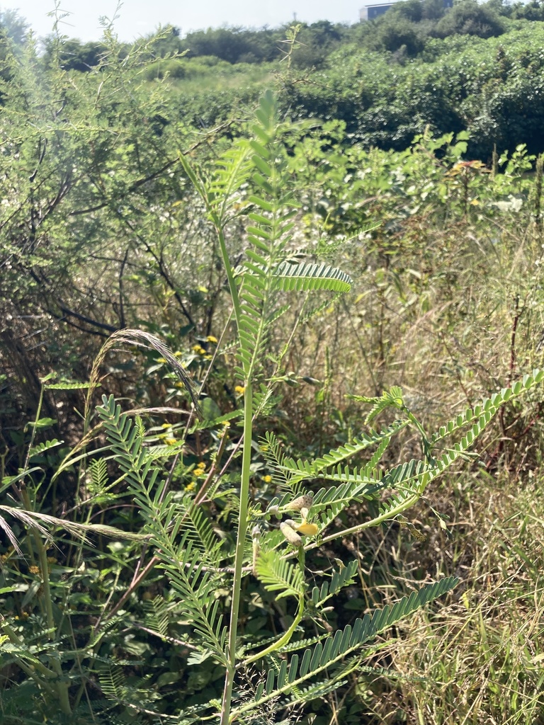 Sesbania transvaalensis J.B.Gillett