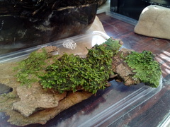 Radula complanata