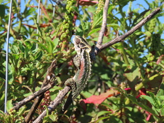 Bradypodion thamnobates