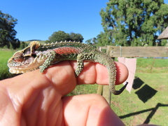 Bradypodion thamnobates