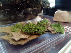 Radula complanata
