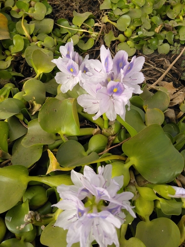 common water hyacinth
