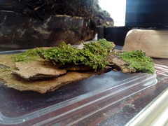 Radula complanata
