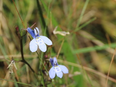 Lobelia flaccida
