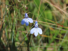 Lobelia flaccida