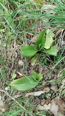 Himantoglossum hircinum