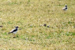 Vanellus resplendens