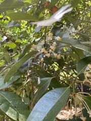 Calophyllum rufigemmatum