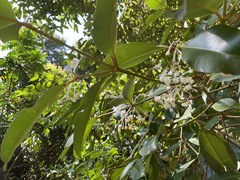 Calophyllum rufigemmatum