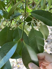 Calophyllum rufigemmatum
