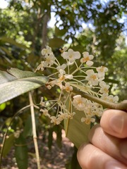 Calophyllum rufigemmatum