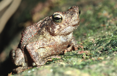Incilius coniferus