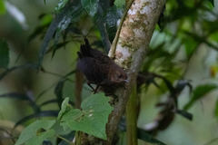 Scytalopus femoralis