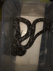 Pseudelaphe phaescens