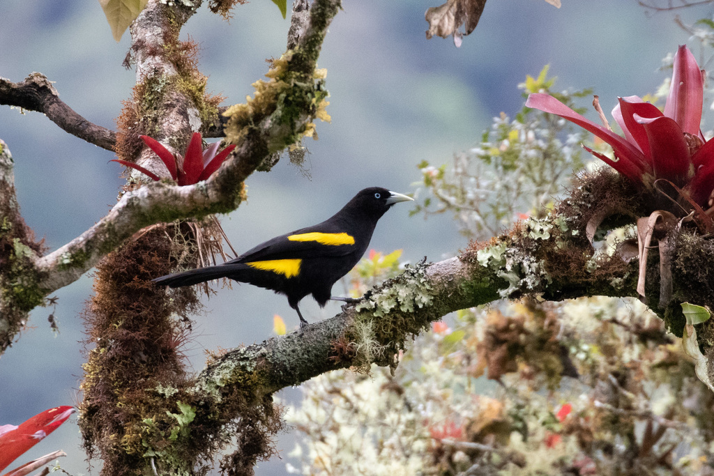 Mountain Cacique (Cacicus chrysonotus) photo